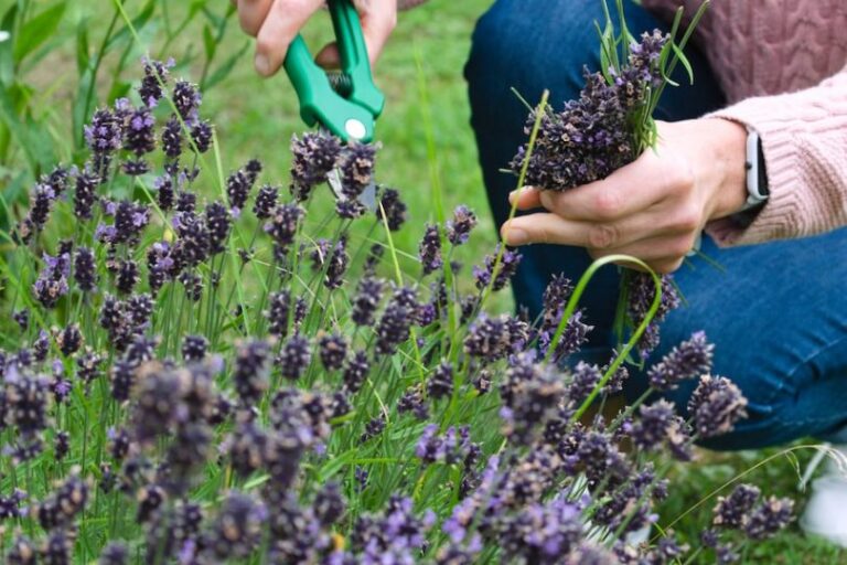 Is Weedkiller Hazardous to Your Health?